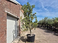 Perenboom gieser wildeman (stoofpeer) - fruit tree - pyrus communis - hoogte ca. 300cm - afbeelding 8 van  8