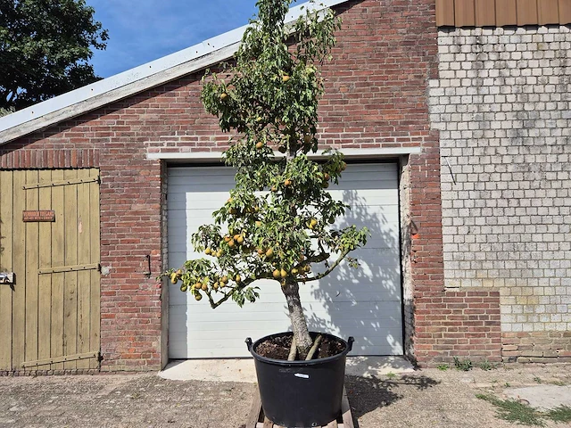Perenboom gieser wildeman (stoofpeer) - fruit tree - pyrus communis - hoogte ca. 300cm - afbeelding 1 van  7