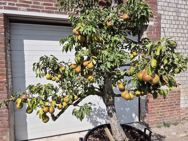 Perenboom gieser wildeman (stoofpeer) - fruit tree - pyrus communis - hoogte ca. 300cm - afbeelding 2 van  7
