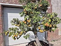 Perenboom gieser wildeman (stoofpeer) - fruit tree - pyrus communis - hoogte ca. 300cm - afbeelding 2 van  7