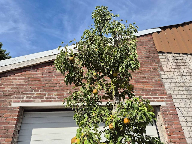 Perenboom gieser wildeman (stoofpeer) - fruit tree - pyrus communis - hoogte ca. 300cm - afbeelding 3 van  7