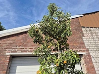 Perenboom gieser wildeman (stoofpeer) - fruit tree - pyrus communis - hoogte ca. 300cm - afbeelding 3 van  7