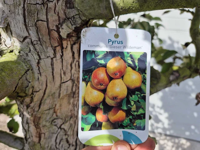 Perenboom gieser wildeman (stoofpeer) - fruit tree - pyrus communis - hoogte ca. 300cm - afbeelding 4 van  7
