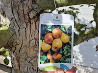 Perenboom gieser wildeman (stoofpeer) - fruit tree - pyrus communis - hoogte ca. 300cm - afbeelding 4 van  7