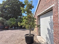 Perenboom gieser wildeman (stoofpeer) - fruit tree - pyrus communis - hoogte ca. 300cm - afbeelding 5 van  7