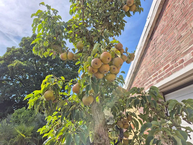 Perenboom gieser wildeman (stoofpeer) - fruit tree - pyrus communis - hoogte ca. 300cm - afbeelding 6 van  7