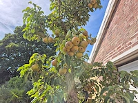 Perenboom gieser wildeman (stoofpeer) - fruit tree - pyrus communis - hoogte ca. 300cm - afbeelding 6 van  7