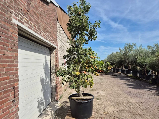 Perenboom gieser wildeman (stoofpeer) - fruit tree - pyrus communis - hoogte ca. 300cm - afbeelding 7 van  7