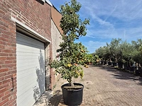 Perenboom gieser wildeman (stoofpeer) - fruit tree - pyrus communis - hoogte ca. 300cm - afbeelding 7 van  7