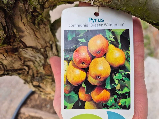 Perenboom gieser wildeman (stoofpeer) - pyrus communis - hoogte ca. 200 cm - afbeelding 2 van  6