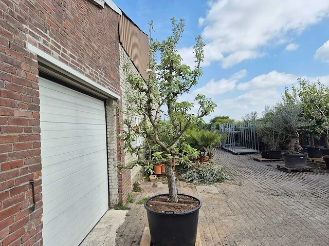 Perenboom gieser wildeman (stoofpeer) - pyrus communis - hoogte ca. 200 cm - afbeelding 6 van  7