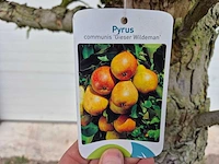 Perenboom gieser wildeman (stoofpeer) - pyrus communis - hoogte ca. 200 cm - afbeelding 7 van  7