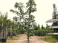 Perenboom pyrus 'conference', fruitgaardboom, vruchtdragend, ca. 2 m hoog - afbeelding 1 van  2