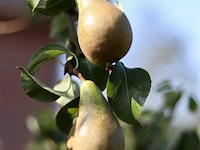 Perenboom pyrus 'conference', fruitgaardboom, vruchtdragend, ca. 2 m hoog - afbeelding 2 van  2