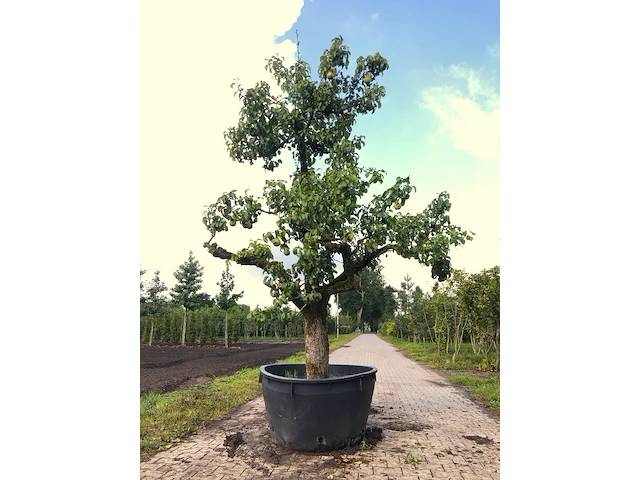Perenboom pyrus 'conference', karakterboom, vruchtdragend, ca. 3 m hoog - afbeelding 1 van  2