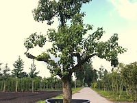 Perenboom pyrus 'conference', karakterboom, vruchtdragend, ca. 3 m hoog - afbeelding 1 van  2