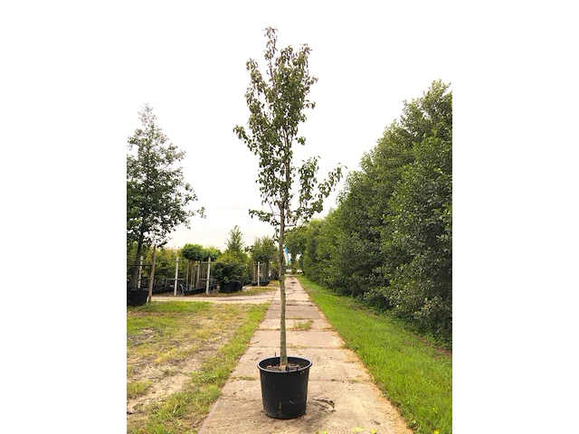 Perenboom pyrus 'doyenne du comicé', fruitboom, ca. 4 m hoog - afbeelding 1 van  1