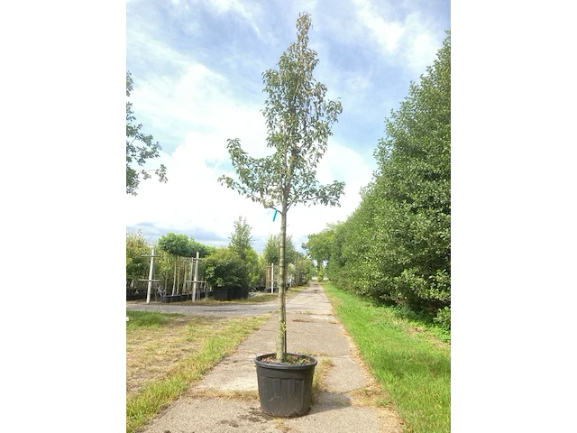 Perenboom pyrus 'doyenne du comicé', fruitboom, ca. 4 m hoog - afbeelding 1 van  1