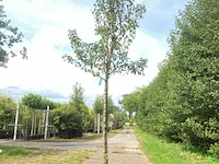 Perenboom pyrus 'doyenne du comicé', fruitboom, ca. 4 m hoog - afbeelding 1 van  1