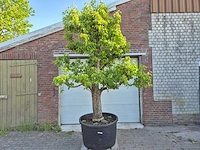 Perenboom xl - fruit tree - doyenne du comice - hoogte ca. 300cm