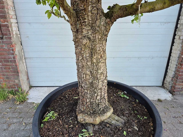 Perenboom xl - fruit tree - doyenne du comice - hoogte ca. 300cm - afbeelding 2 van  9