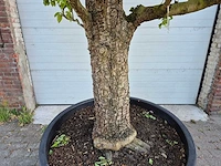 Perenboom xl - fruit tree - doyenne du comice - hoogte ca. 300cm - afbeelding 2 van  9