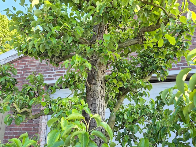 Perenboom xl - fruit tree - doyenne du comice - hoogte ca. 300cm - afbeelding 3 van  9