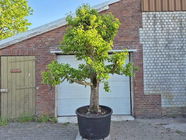 Perenboom xl - fruit tree - doyenne du comice - hoogte ca. 300cm - afbeelding 4 van  9