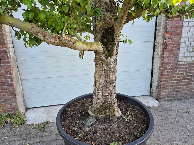 Perenboom xl - fruit tree - doyenne du comice - hoogte ca. 300cm - afbeelding 5 van  9