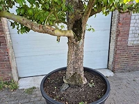 Perenboom xl - fruit tree - doyenne du comice - hoogte ca. 300cm - afbeelding 5 van  9