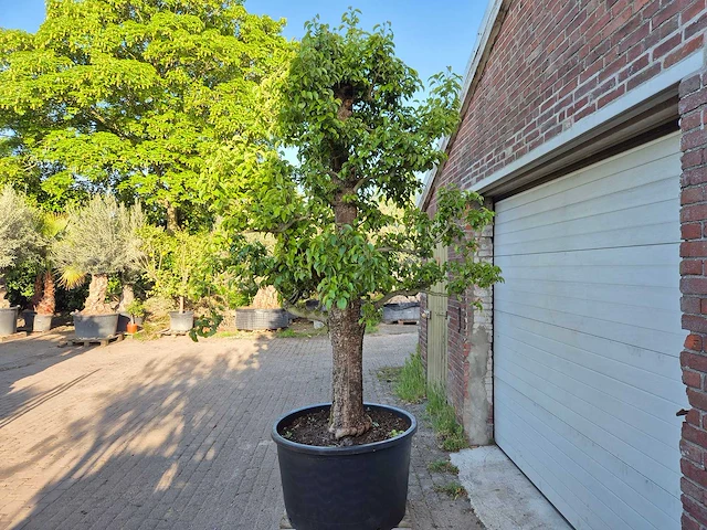 Perenboom xl - fruit tree - doyenne du comice - hoogte ca. 300cm - afbeelding 6 van  9