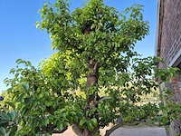 Perenboom xl - fruit tree - doyenne du comice - hoogte ca. 300cm - afbeelding 7 van  9