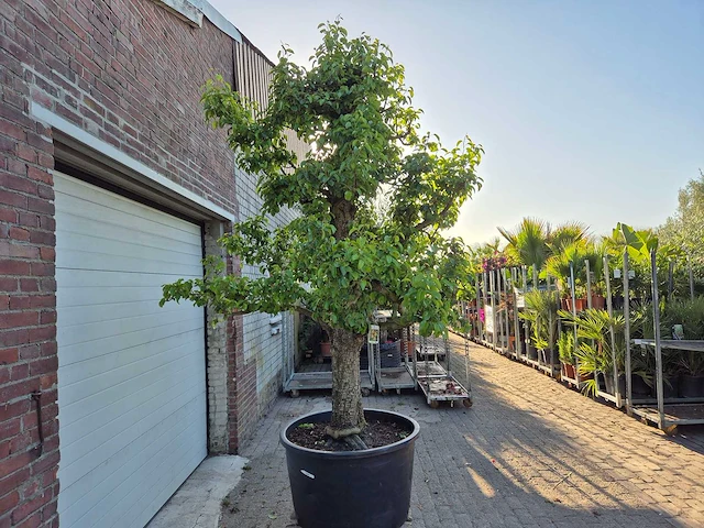 Perenboom xl - fruit tree - doyenne du comice - hoogte ca. 300cm - afbeelding 8 van  9