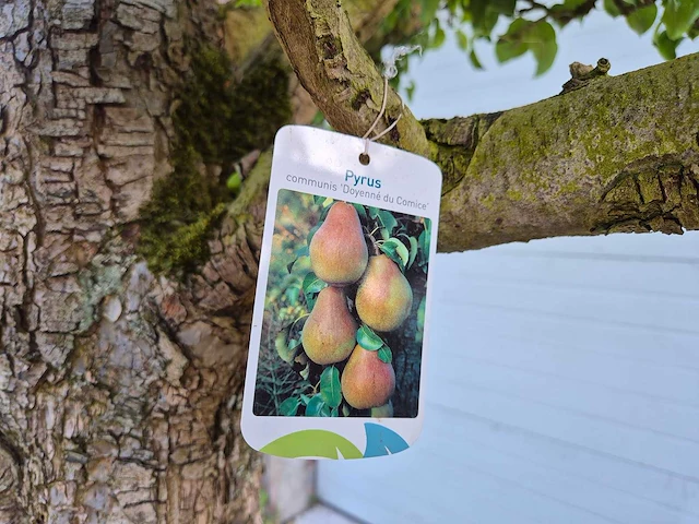 Perenboom xl - fruit tree - doyenne du comice - hoogte ca. 300cm - afbeelding 9 van  9