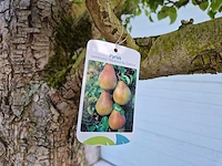 Perenboom xl - fruit tree - doyenne du comice - hoogte ca. 300cm - afbeelding 9 van  9