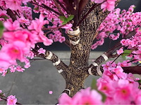 Perzik bloesem kunstboom - afbeelding 14 van  14