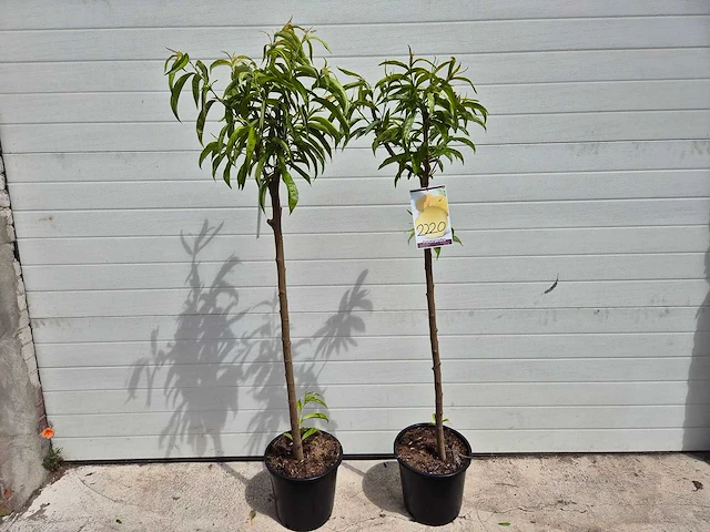 Perzikboom - fruit tree - prunus persica - hoogte ca. 170cm - afbeelding 1 van  3