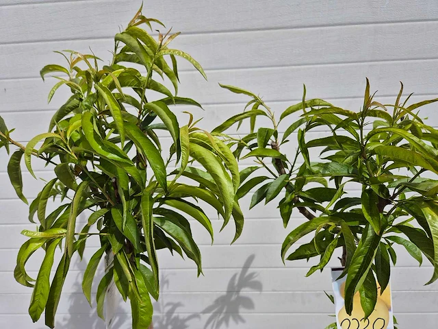 Perzikboom - fruit tree - prunus persica - hoogte ca. 170cm - afbeelding 2 van  3