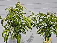 Perzikboom - fruit tree - prunus persica - hoogte ca. 170cm - afbeelding 2 van  3