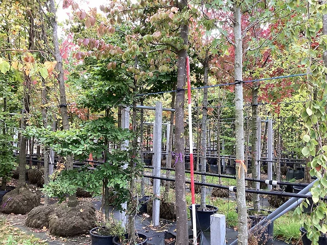 Perzisch ijzerhout - sierboom - afbeelding 1 van  4