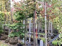 Perzisch ijzerhout - sierboom - afbeelding 1 van  4