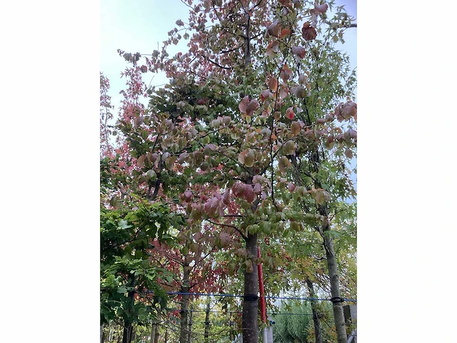 Perzisch ijzerhout - sierboom - afbeelding 2 van  4