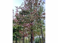 Perzisch ijzerhout - sierboom - afbeelding 2 van  4