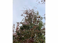 Perzisch ijzerhout - sierboom - afbeelding 3 van  4