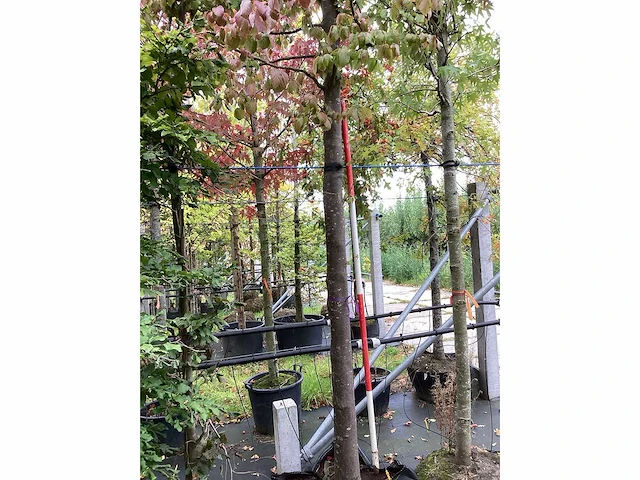 Perzisch ijzerhout - sierboom - afbeelding 4 van  4