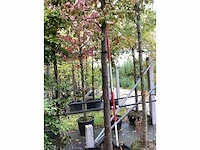 Perzisch ijzerhout - sierboom - afbeelding 4 van  4