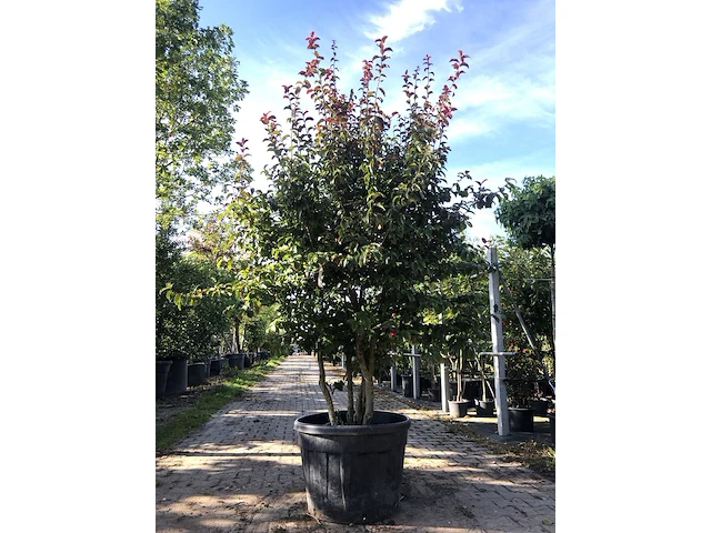 Perzisch ijzerhout parrotia 'persian spire', meerstammig, rode herfstkleur, ca. 200 cm hoog - afbeelding 1 van  1