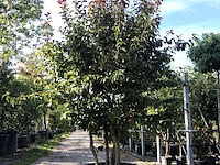 Perzisch ijzerhout parrotia 'persian spire', meerstammig, rode herfstkleur, ca. 200 cm hoog - afbeelding 1 van  1