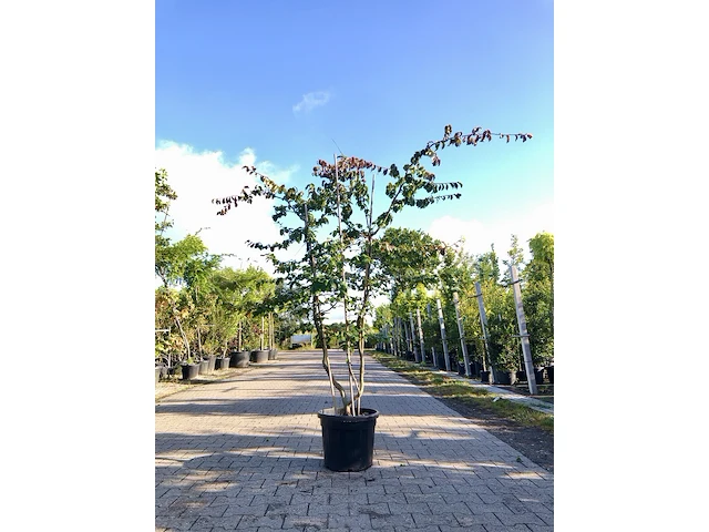 Perzisch ijzerhout parrotia persica, meerstammig, rode herfstkleur, ca. 250 cm hoog - afbeelding 1 van  1