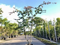 Perzisch ijzerhout parrotia persica, meerstammig, rode herfstkleur, ca. 250 cm hoog - afbeelding 1 van  1